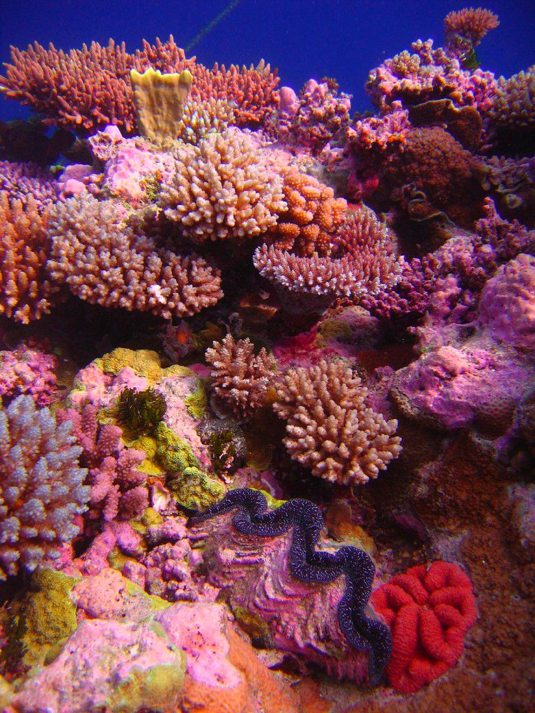	Coral Sea Islands	